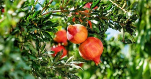 Loại Cây Là Biểu Tượng Của Vận Xui, Cần Loại Bỏ Ngay Khỏi Nhà - Ảnh 3.