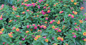 Việt Nam sở hữu một loại gia vị m&agrave; rắn rất sợ, d&ugrave;ng theo c&aacute;ch n&agrave;y hiệu quả bất ngờ - Ảnh 2.