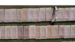 Trung Quốc biến sa mạc Taklamakan th&agrave;nh &lsquo;bể chứa carbon&rsquo; - Ảnh 3.