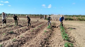 Kh&ocirc;ng dầu, kh&ocirc;ng m&aacute;y: Cuba đang l&agrave;m "sống dậy" điều từng xảy ra thời thập ni&ecirc;n 1990 - Ảnh 2.