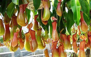 Tử vi ng&agrave;y mới 18/4: 3 con gi&aacute;p c&oacute; vận tr&igrave;nh hanh th&ocirc;ng việc, t&agrave;i lộc v&ocirc; c&ugrave;ng rực rỡ ng&agrave;y cuối tuần - Ảnh 4.