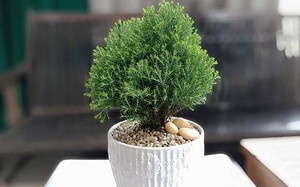 3 c&aacute;ch đuổi rắn &iacute;t người nghĩ tới nhưng hiệu quả bất ngờ - Ảnh 4.