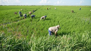Hạt gạo Việt Nam sắp kh&ocirc;ng chỉ b&aacute;n theo tấn ra quốc tế: Đột ph&aacute; từ th&agrave;nh c&ocirc;ng suốt 731 ng&agrave;y - Ảnh 4.