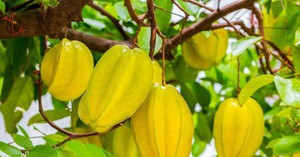 3 loại c&acirc;y gia đ&igrave;nh kh&aacute; giả thường trồng: Được tin l&agrave; mang đến thịnh vượng - Ảnh 2.