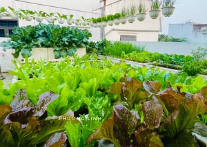3 việc cần l&agrave;m trước khi cho dưa chuột v&agrave;o tủ lạnh - Ảnh 3.