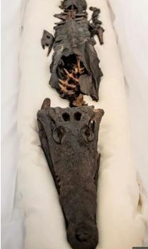 Xác ướp công chúa Ai Cập kỳ dị khi mọc thêm đầu cá sấu