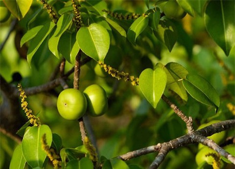 10 loài cây độc nhất thế giới - Ảnh 1. 10 loài cây độc nhất thế giới - Ảnh 1.
