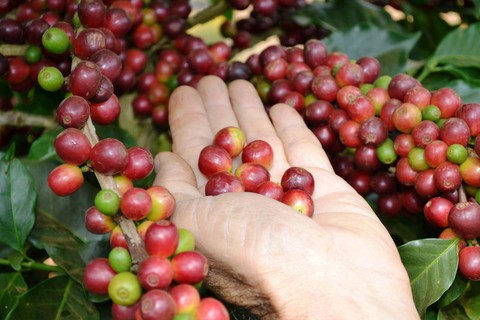 Những thực phẩm dễ bị nhiễm độc - Ảnh 5. Những thực phẩm dễ bị nhiễm độc - Ảnh 5.