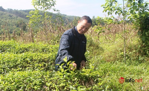 Lão nông đánh thức vùng đất khó, thu nhập chục tỷ mỗi năm - Ảnh 1. Lão nông đánh thức vùng đất khó, thu nhập chục tỷ mỗi năm - Ảnh 1.