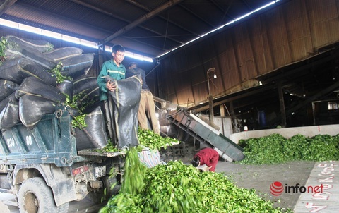 Lão nông đánh thức vùng đất khó, thu nhập chục tỷ mỗi năm - Ảnh 3. Lão nông đánh thức vùng đất khó, thu nhập chục tỷ mỗi năm - Ảnh 3.