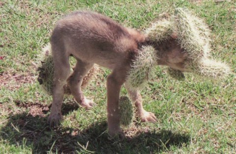 Cụ bà phát hiện sinh vật kỳ dị đi vào sân nhà mình, khi nhìn rõ, bà đã hoảng hốt gọi người đến ứng cứu - Ảnh 1. Cụ bà phát hiện sinh vật kỳ dị đi vào sân nhà mình, khi nhìn rõ, bà đã hoảng hốt gọi người đến ứng cứu - Ảnh 1.