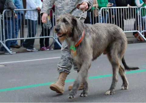 9 loài chó có tuổi thọ thấp nhất thế giới: Đừng nuôi vì bạn sẽ buồn khi chúng rời xa!