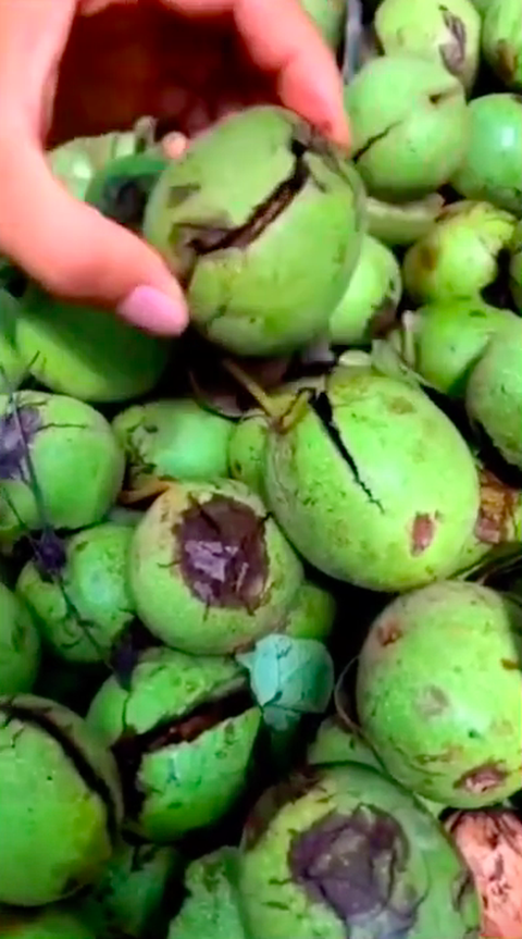 Hoá ra đây là gốc gác của quả óc chó: Chúng ta ăn hạt bấy lâu nay nhưng hiếm ai biết hình dáng quả trông như thế nào - Ảnh 3. Hoá ra đây là gốc gác của quả óc chó: Chúng ta ăn hạt bấy lâu nay nhưng hiếm ai biết hình dáng quả trông như thế nào - Ảnh 3.