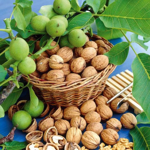 Hoá ra đây là gốc gác của quả óc chó: Chúng ta ăn hạt bấy lâu nay nhưng hiếm ai biết hình dáng quả trông như thế nào - Ảnh 7. Hoá ra đây là gốc gác của quả óc chó: Chúng ta ăn hạt bấy lâu nay nhưng hiếm ai biết hình dáng quả trông như thế nào - Ảnh 7.