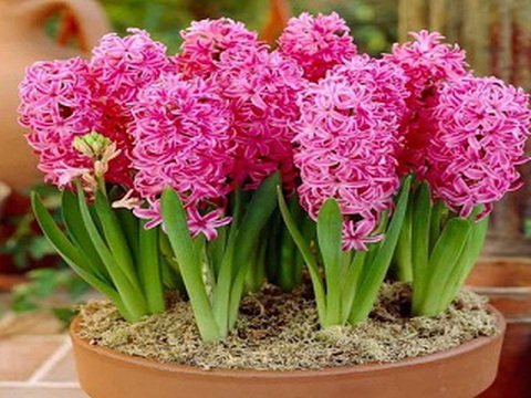 4 cây cảnh đẹp nhưng gây nguy hiểm nếu trồng trong nhà - Ảnh 4. 4 cây cảnh đẹp nhưng gây nguy hiểm nếu trồng trong nhà - Ảnh 4.