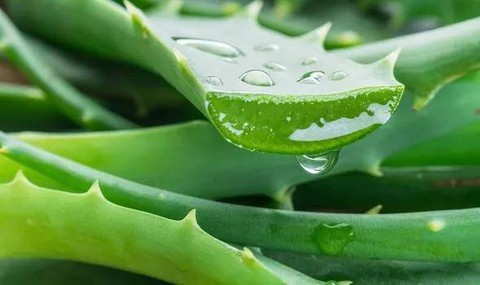 2 thực phẩm có tác dụng phá vỡ cục máu đông, ở Việt Nam rất dễ kiếm - Ảnh 3. 2 thực phẩm có tác dụng phá vỡ cục máu đông, ở Việt Nam rất dễ kiếm - Ảnh 3.