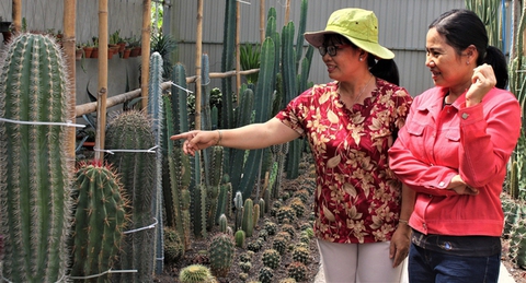 Trồng xương rồng thu tiền tỉ - Ảnh 2. Trồng xương rồng thu tiền tỉ - Ảnh 2.