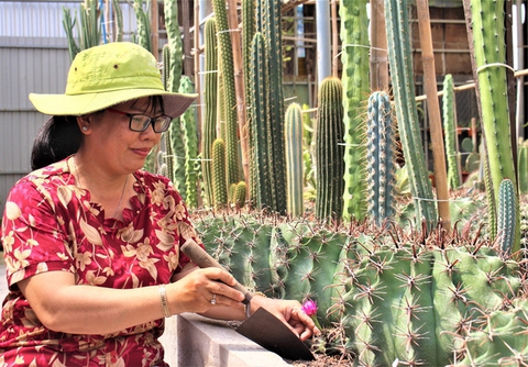 Trồng xương rồng thu tiền tỉ - Ảnh 1. Trồng xương rồng thu tiền tỉ - Ảnh 1.