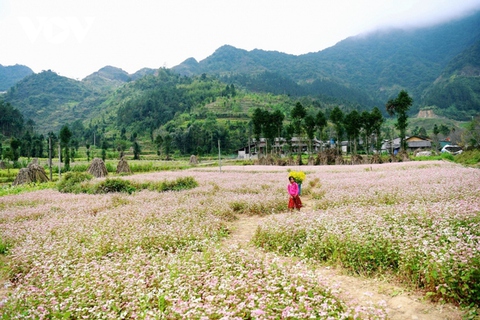 Cảnh giác với nạn lừa đảo đặt phòng ảo tại Đồng Văn, Hà Giang - Ảnh 1. Cảnh giác với nạn lừa đảo đặt phòng ảo tại Đồng Văn, Hà Giang - Ảnh 1.