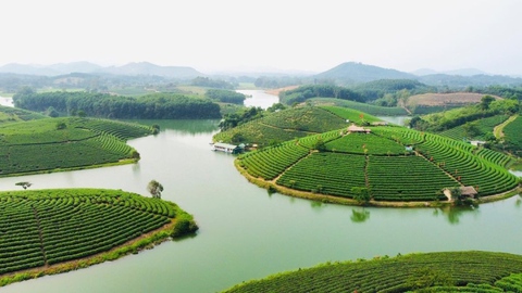 Đến Nghệ An, đừng quên check-in với đảo chè độc đáo nổi giữa bốn bề sông nước - Ảnh 1. Đến Nghệ An, đừng quên check-in với đảo chè độc đáo nổi giữa bốn bề sông nước - Ảnh 1.