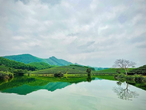 Đến Nghệ An, đừng quên check-in với đảo chè độc đáo nổi giữa bốn bề sông nước - Ảnh 6. Đến Nghệ An, đừng quên check-in với đảo chè độc đáo nổi giữa bốn bề sông nước - Ảnh 6.
