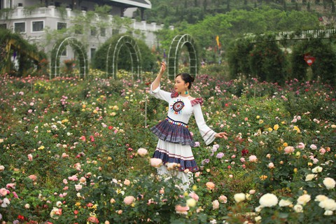 Hồng leo đỏ rực thung lũng hoa hồng Fansipan mùa tháng 5 - Ảnh 5. Hồng leo đỏ rực thung lũng hoa hồng Fansipan mùa tháng 5 - Ảnh 5.