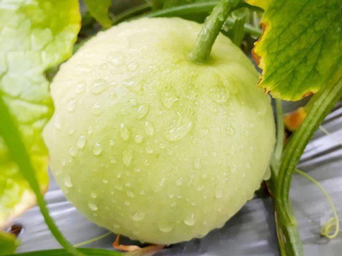 Dưa lê mát, bổ, chữa nhiều bệnh nhưng lưu ý những đại kỵ khi ăn - Ảnh 3. Dưa lê mát, bổ, chữa nhiều bệnh nhưng lưu ý những đại kỵ khi ăn - Ảnh 3.