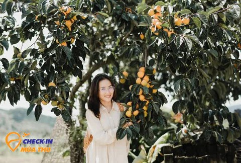 Mùa thu đến Đà Lạt: Có ai cưỡng nổi sức quyến rũ của thức quả này? - Ảnh 4. Mùa thu đến Đà Lạt: Có ai cưỡng nổi sức quyến rũ của thức quả này? - Ảnh 4.