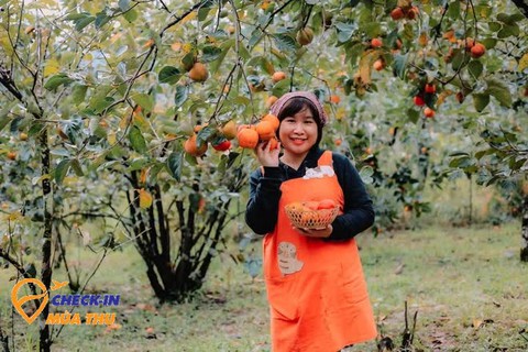 Mùa thu đến Đà Lạt: Có ai cưỡng nổi sức quyến rũ của thức quả này? - Ảnh 5. Mùa thu đến Đà Lạt: Có ai cưỡng nổi sức quyến rũ của thức quả này? - Ảnh 5.