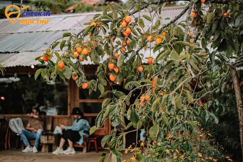 Mùa thu đến Đà Lạt: Có ai cưỡng nổi sức quyến rũ của thức quả này? - Ảnh 6. Mùa thu đến Đà Lạt: Có ai cưỡng nổi sức quyến rũ của thức quả này? - Ảnh 6.