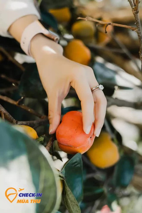 Mùa thu đến Đà Lạt: Có ai cưỡng nổi sức quyến rũ của thức quả này? - Ảnh 7. Mùa thu đến Đà Lạt: Có ai cưỡng nổi sức quyến rũ của thức quả này? - Ảnh 7.