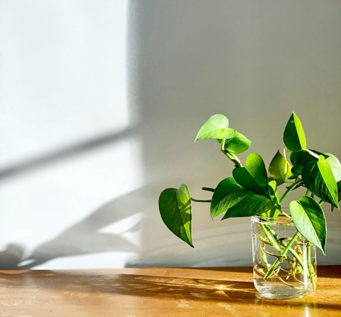 Những loại cây đặt trong phòng ngủ giúp bạn có những giấc ngủ ngon - Ảnh 2. Những loại cây đặt trong phòng ngủ giúp bạn có những giấc ngủ ngon - Ảnh 2.