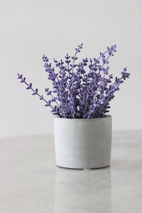 Những loại cây đặt trong phòng ngủ giúp bạn có những giấc ngủ ngon - Ảnh 5. Những loại cây đặt trong phòng ngủ giúp bạn có những giấc ngủ ngon - Ảnh 5.