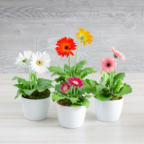 Những loại cây đặt trong phòng ngủ giúp bạn có những giấc ngủ ngon - Ảnh 7. Những loại cây đặt trong phòng ngủ giúp bạn có những giấc ngủ ngon - Ảnh 7.