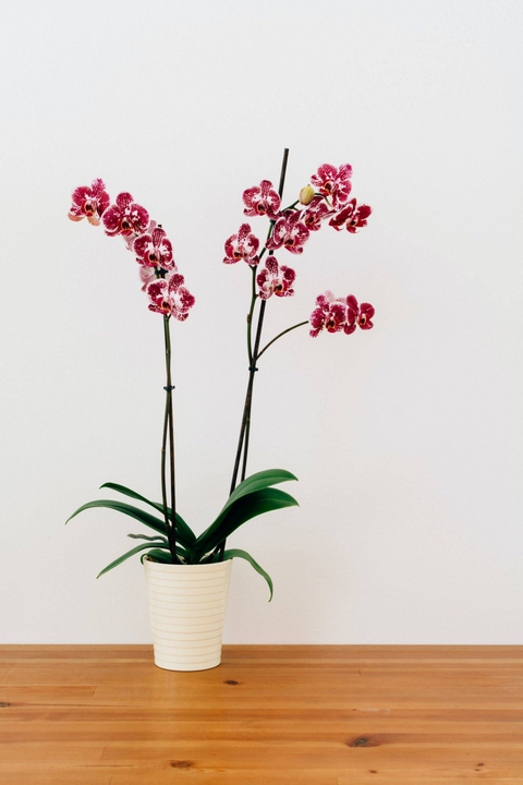 Những loại cây đặt trong phòng ngủ giúp bạn có những giấc ngủ ngon - Ảnh 9. Những loại cây đặt trong phòng ngủ giúp bạn có những giấc ngủ ngon - Ảnh 9.