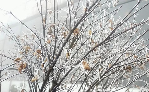 Băng tuyết phủ trắng cảnh vật, cây cối trên đỉnh Fansipan - Ảnh 5. Băng tuyết phủ trắng cảnh vật, cây cối trên đỉnh Fansipan - Ảnh 5.