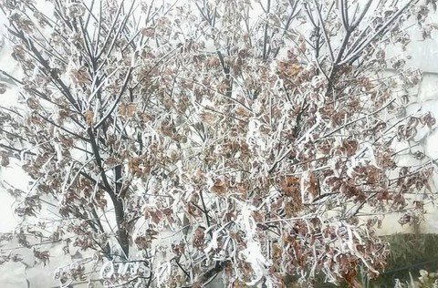 Băng tuyết phủ trắng cảnh vật, cây cối trên đỉnh Fansipan - Ảnh 4. Băng tuyết phủ trắng cảnh vật, cây cối trên đỉnh Fansipan - Ảnh 4.