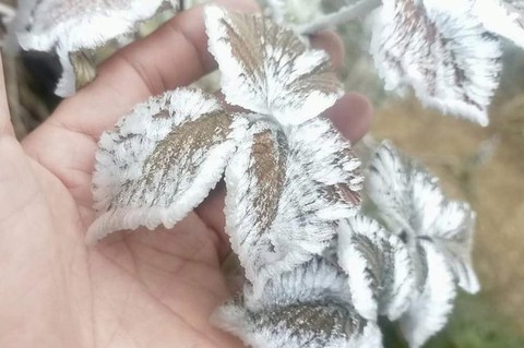 Băng tuyết phủ trắng cảnh vật, cây cối trên đỉnh Fansipan - Ảnh 3. Băng tuyết phủ trắng cảnh vật, cây cối trên đỉnh Fansipan - Ảnh 3.