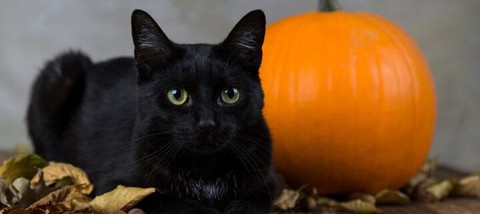 Ý nghĩa các biểu tượng Halloween - Ảnh 3. Ý nghĩa các biểu tượng Halloween - Ảnh 3.