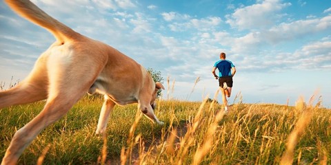 Đang đi thì gặp chó dữ, người đàn ông có cách xử lý thông minh khiến con vật phải chịu thua - Ảnh 4. Đang đi thì gặp chó dữ, người đàn ông có cách xử lý thông minh khiến con vật phải chịu thua - Ảnh 4.