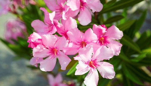 Loại cây cảnh cực độc, được mệnh danh là sự quyến rũ của thần chết nhưng lại được trồng khá nhiều tại Việt Nam - Ảnh 1. Loại cây cảnh cực độc, được mệnh danh là sự quyến rũ của thần chết nhưng lại được trồng khá nhiều tại Việt Nam - Ảnh 1.