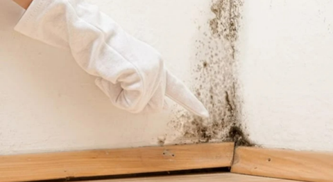 Cách xử lý tường bị nấm mốc đơn giản, ít tốn kém - Ảnh 1. Cách xử lý tường bị nấm mốc đơn giản, ít tốn kém - Ảnh 1.