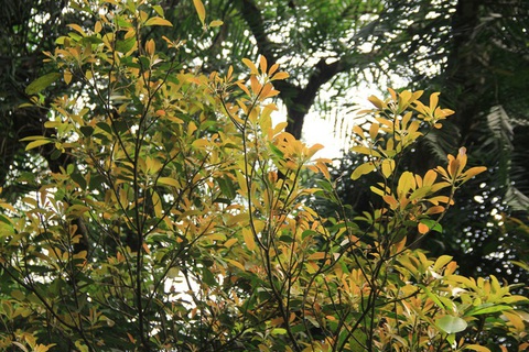 Giá trị lớn từ rừng sến Tam Quy - Ảnh 4. Giá trị lớn từ rừng sến Tam Quy - Ảnh 4.