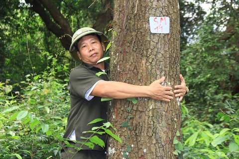 Giá trị lớn từ rừng sến Tam Quy - Ảnh 2. Giá trị lớn từ rừng sến Tam Quy - Ảnh 2.
