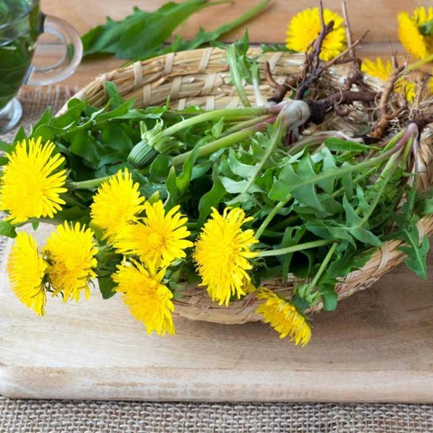 Loại cây mọc dại ven đường nhưng có tác dụng đào thải độc tố ở gan, thận: Thế giới dùng nhiều, Việt Nam cũng rất sẵn - Ảnh 2. Loại cây mọc dại ven đường nhưng có tác dụng đào thải độc tố ở gan, thận: Thế giới dùng nhiều, Việt Nam cũng rất sẵn - Ảnh 2.
