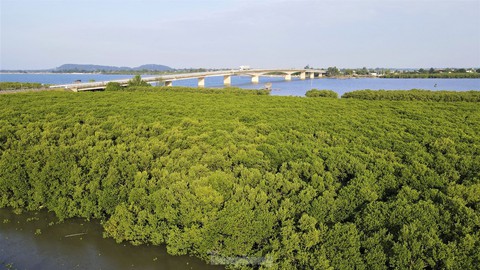 Nhìn từ trên cao những cánh rừng ngập mặn xanh mướt, đẹp như tranh ở Hà Tĩnh - Ảnh 5. Nhìn từ trên cao những cánh rừng ngập mặn xanh mướt, đẹp như tranh ở Hà Tĩnh - Ảnh 5.