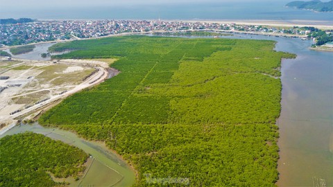 Nhìn từ trên cao những cánh rừng ngập mặn xanh mướt, đẹp như tranh ở Hà Tĩnh - Ảnh 2. Nhìn từ trên cao những cánh rừng ngập mặn xanh mướt, đẹp như tranh ở Hà Tĩnh - Ảnh 2.