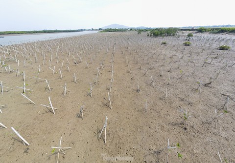 Nhìn từ trên cao những cánh rừng ngập mặn xanh mướt, đẹp như tranh ở Hà Tĩnh - Ảnh 11. Nhìn từ trên cao những cánh rừng ngập mặn xanh mướt, đẹp như tranh ở Hà Tĩnh - Ảnh 11.