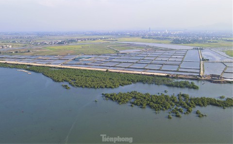 Nhìn từ trên cao những cánh rừng ngập mặn xanh mướt, đẹp như tranh ở Hà Tĩnh - Ảnh 7. Nhìn từ trên cao những cánh rừng ngập mặn xanh mướt, đẹp như tranh ở Hà Tĩnh - Ảnh 7.