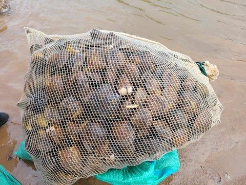Những người phụ nữ ngâm mình dưới bùn lầy, săn sản vật ở rừng ngập mặn Ninh Bình - Ảnh 7. Những người phụ nữ ngâm mình dưới bùn lầy, săn sản vật ở rừng ngập mặn Ninh Bình - Ảnh 7.